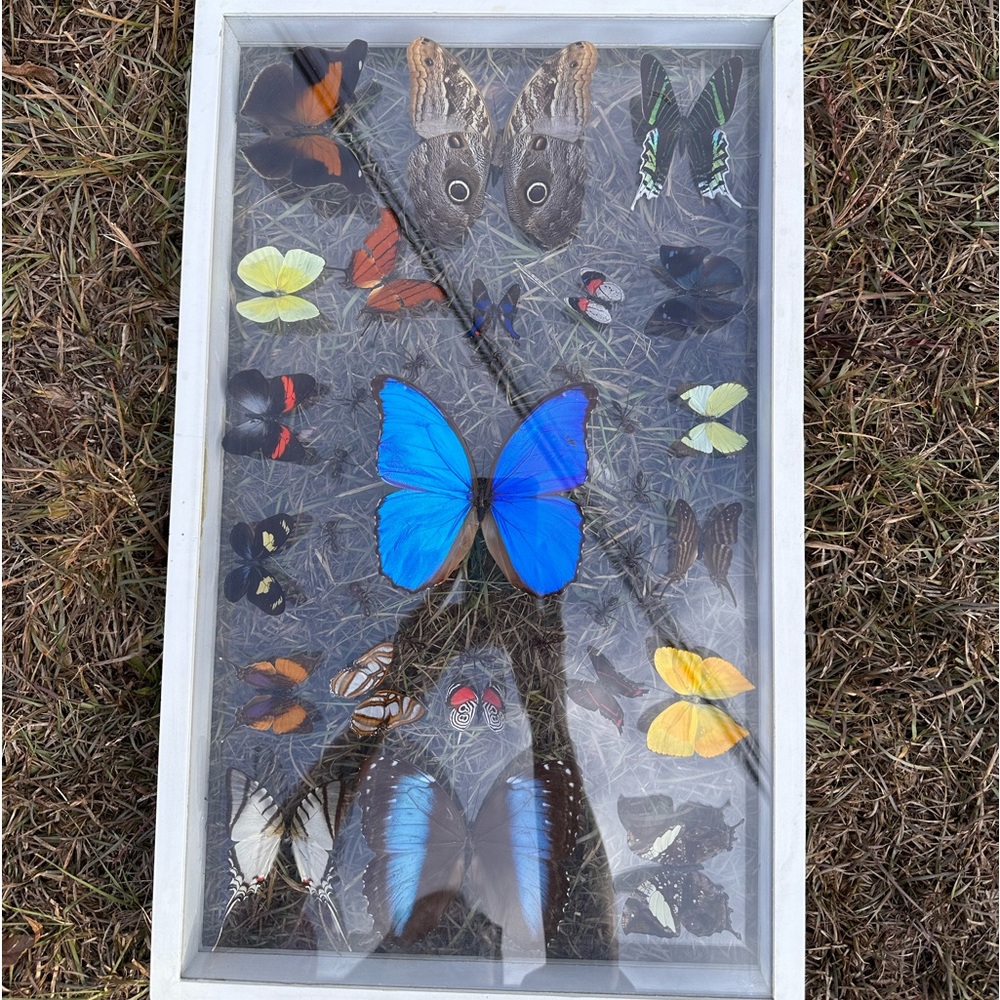 Beautiful butterfly and aunt taxidermy in photo wall case.